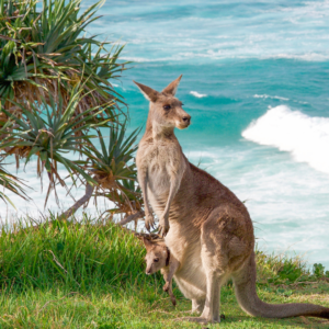 Immigration Assistance | Study Abroad | Canada | UK | Europe | Australia | Investor Visa | Tourist Visa | PR